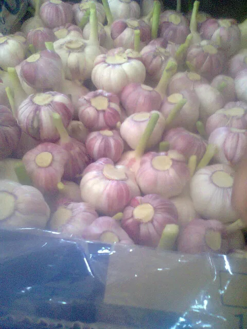 تولید سیر ارگانیک و ایجاد اشتغال برای بیست نفر در یک مزرعه
