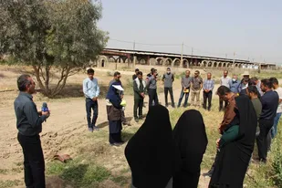 بازدید علمی و روز انتقال یافته های تحقیقاتی دیم گچساران / عزم راسخ سازمان بسیج جامعه کشاورزی سپاه فتح در ترویج یافته های علمی روز کشاورزی