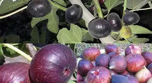 جشنواره انجیر در پلدختر برگزار می&zwnj;شود