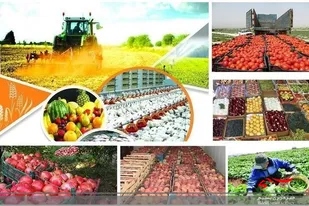 وجود شبکه&zwnj;های دلالی باعث بی ثباتی در قیمت رسمی شده است