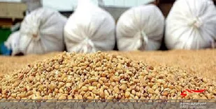 کشف ١۶ تن کنسانتره دام و طیور قاچاق در کوهدشت