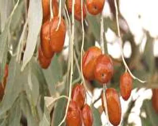 تولید سویق از سنجد در شاهرود