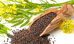 بیش از 7 میلیارد ریال از مطالبات کلزاکاران زنجانی پرداخت شد