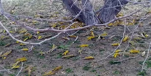 تخصیص ۱۰ میلیارد تومان برای مبارزه با ملخ صحرایی در فاز نخست