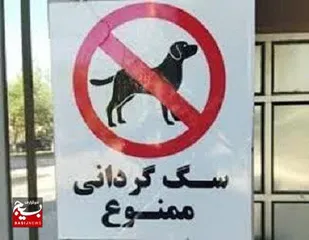 ممنوعیت سگ&zwnj;گردانی به کاشمر رسید