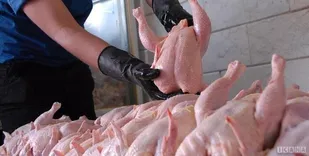 واردات گوشت مرغ منطق اقتصادی ندارد