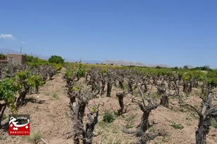 خسارت ۵۷۸ میلیاردی طوفان به باغات انگور خلیل‌آباد