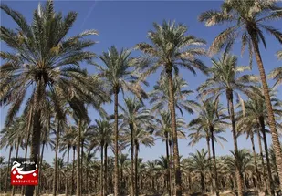 تامین آب زراعت و نخیلات شادگان