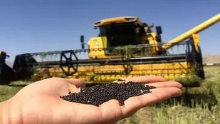 خبر خوش نماینده مجلس برای کشاورزان کلزاکار گلستانی