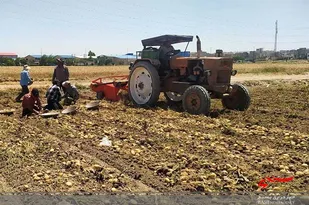 برداشت زودهنگام سیب زمینی از مزارع اردبیل آغاز شد
