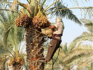 برداشت خرما از ۱۱۵ هکتار از نخلستان&zwnj;های طرود شاهرود آغاز شد
