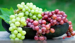آغاز برداشت انگور از باغات شهرستان خلیل آباد