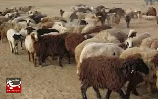 اشتغال زایی جوان با استعدادروستایی درهندیجان