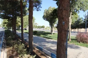 درختان اراک شناسنامه&zwnj;دار می&zwnj;شوند