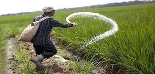 ۱۷۷۰ تن کود یارانه&zwnj;ای در ایلام توزیع شد
