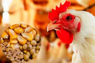 علت پرواز دوباره قیمت مرغ چیست؟