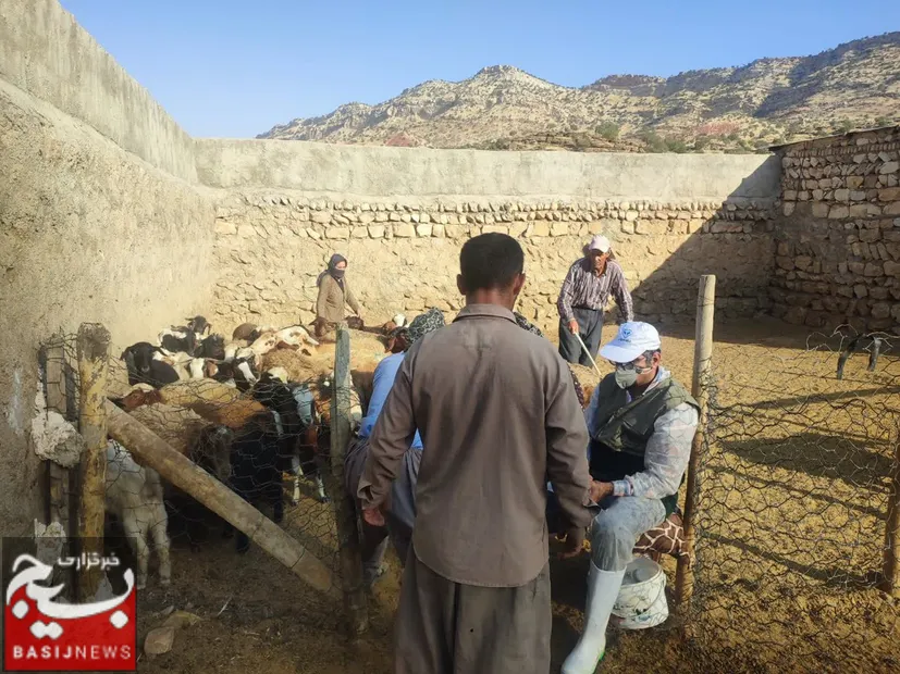 واکسیناسیون بیش از ۵ هزار رأس دام