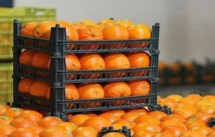 قیمت میوه تنظیم بازاری نوروز در کردستان چه قدر است؟