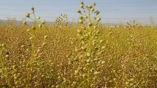 کشت کاملینا در مراغه