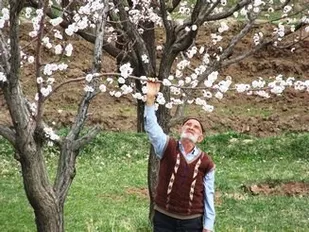 شکوفه های بهاری بر درختان میوه در فصل تابستان