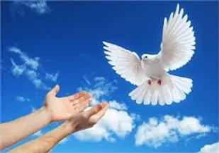 آزادی هفت زندانی غیرعمد توسط جوان ۲۹ ساله تبریزی