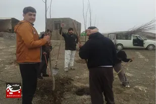 غرس ۵۰ اصله نهال به مناسبت هفته درختکاری به همت بسیجیان در ملایر