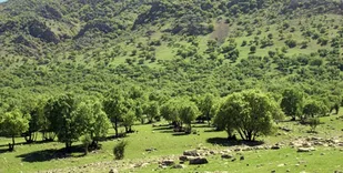 امسال جنگل&zwnj;کاری به 2 هزار هکتار می&zwnj;رسد/ &laquo;جهش تولید&raquo; در منابع طبیعی استان کرمانشاه