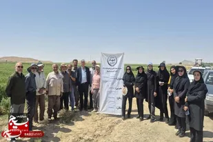 بازدید مزرعه گندم در راستای طرح پتانسیل عملکرد گندم