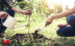 اختصاص ۵ هزار هکتار زمین برای اجرای طرح زراعت چوب در شادگان