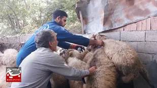 واکسیناسیون رایگان۲۰۰۰ راس دام سبک و سنگین و طیور در مناطق بالادست بهشهر