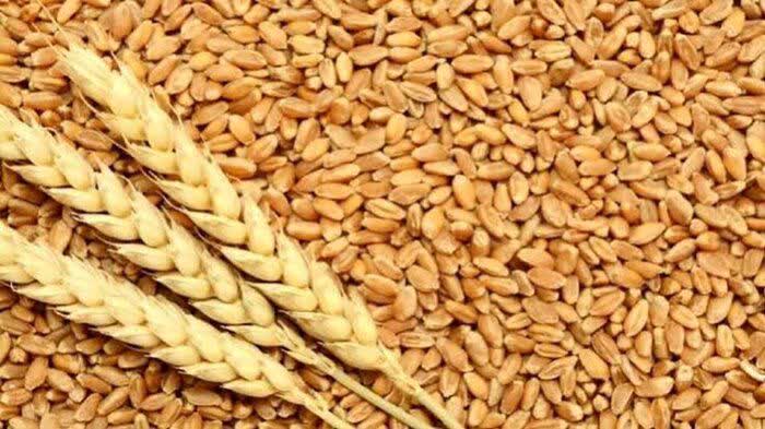 خرید بیش از ۵۴ هزار تن گندم مازاد کشاورزان در استان مرکزی