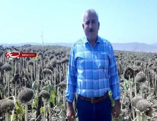 آغاز برداشت آفتاب&zwnj;گردان از مزرعه 1۵ هکتاری در خداآفرین