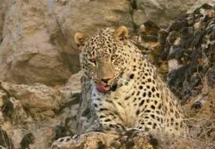 مشاهده پلنگ  در منطقه تپال شاهرود