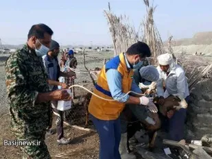 شروع واکسیناسیون بیماری های دامی در شهرستان بندر سیریک توسط گروه های جهادی