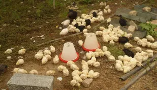 بیش از ۳۱۴ هزار قطعه جوجه یک روزه در روستاهای استان البرز توزیع شد