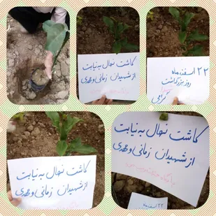 کاشت نهال به نیابت از شهدا