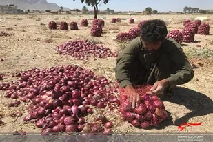 برداشت پیاز ٢١٠ هکتار از اراضی کشاورزی شهرستان خاش