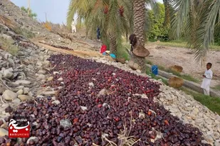 خسارت به بیش از ۸۰ درصد محصول خرمای آماده برداشت در نیکشهر