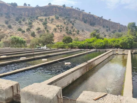توسعه طرح‌های شیلاتی در روستای سوسن شهرستان اندیکا