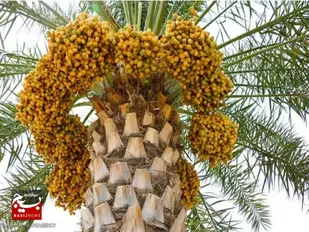 تولید ۲۷۸ هزار تن خرما در خوزستان