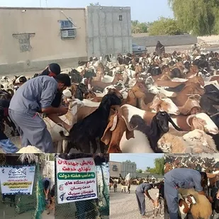 واکسیناسیون بیش از۱۲هزار رأس دام به همت گروه جهادی بندرسیریک