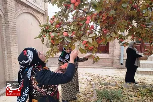 نخستین جشنواره برداشت خرمالو حیاط باغ&zwnj;های قدیمی نهاوند برگزار شد+تصاویر