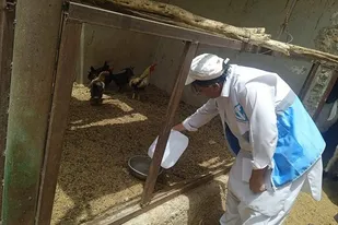 واکسیناسیون طیور روستایی علیه بیماری نیوکاسل در سیستان و بلوچستان آغاز شد