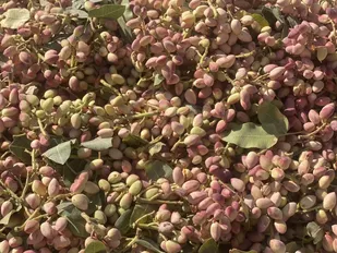 برداشت بیش از ۲ هزار تن پسته از باغات شاهرود