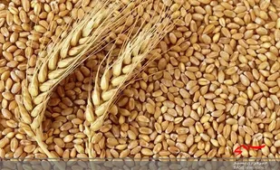 کشف 78 تن گندم آلوده در بیله&zwnj;سوار/ محموله قبل از تحویل به سیلو توقیف شد