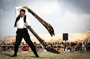 آئین سنتی &laquo;بیل گردانی&raquo;در شهر نیم&zwnj;ور برگزار می&zwnj;شود