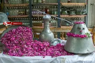 همت جهادی بسیجیان با راه اندازی کارگاه اقتصاد مقاومتی گلاب گیری در شهرستان کمیجان