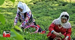 گفتگوی بسیج با چای&zwnj;کار نمونه شهرستان لاهیجان که از ارائه هر نوع کمک مالی به مسجد روستا دریغ نمی&zwnj;کند