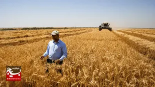 راه&zwnj;اندازی ۸ مرکز خرید تضمینی گندم در اردبیل