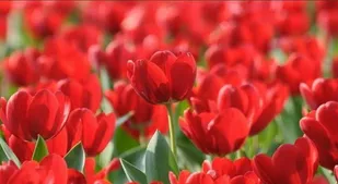 یاد مادری شهید با نوری بی&zwnj;پایان